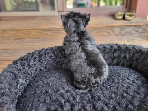 Yorkshire terrier Bkack and Tan 2