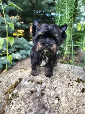 Yorkshire terrier Bkack and Tan 5