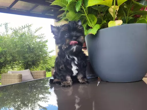 Yorkshire terrier Bkack and Tan 6