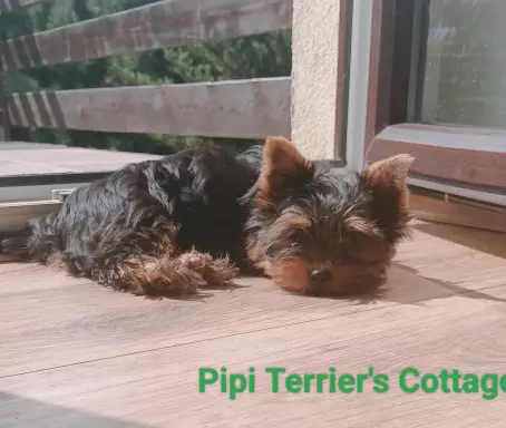 Pipi czarno złota Terrier's Cottage 2