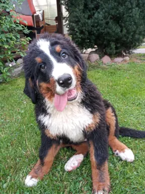Berneński pies pasterski-szczeniaki do odbioru 1