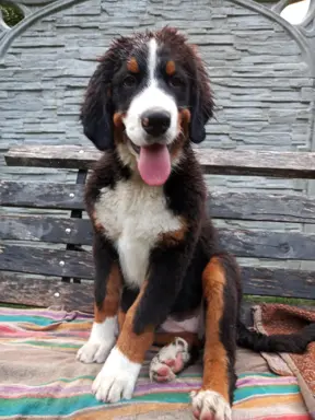 Berneński pies pasterski-szczeniaki do odbioru 2