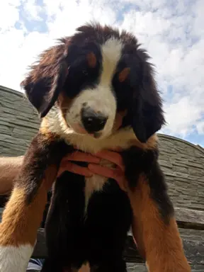 Berneński pies pasterski-szczeniaki do odbioru 3