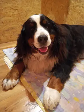 Berneński pies pasterski-szczeniaki do odbioru 4