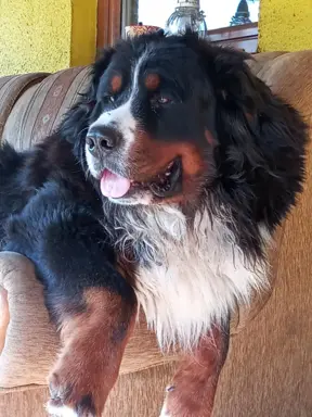 Berneński pies pasterski-szczeniaki do odbioru 5