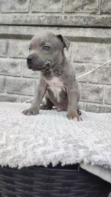 Amstaff American Staffordshire Terrier blue merle 6