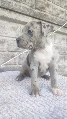 Amstaff American Staffordshire Terrier blue merle 5
