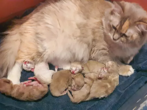 Kocięta ragdoll mink 5