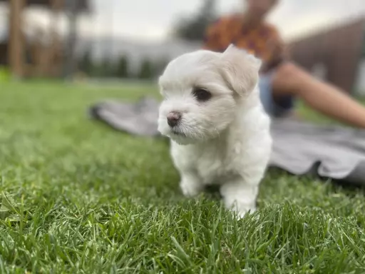 Suczka Coton de Tulear, FCI, rodowód, Poznań 1