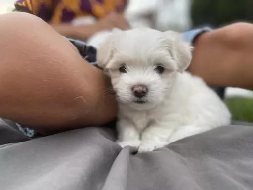 Suczka Coton de Tulear, FCI, rodowód, Poznań 2