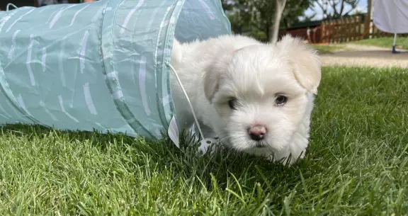Suczka Coton de Tulear, FCI, rodowód, Poznań 3