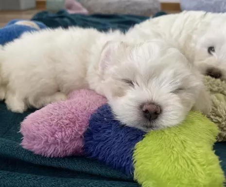 Suczka Coton de Tulear, FCI, rodowód, Poznań 4