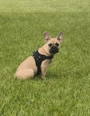 Buldog Francuski szuka kochającego domu 1