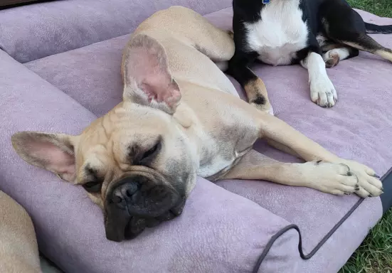Buldog Francuski szuka kochającego domu 3