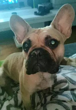 Buldog Francuski szuka kochającego domu 4