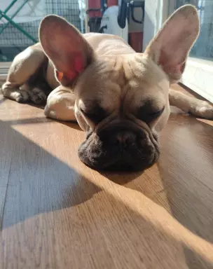 Buldog Francuski szuka kochającego domu 2