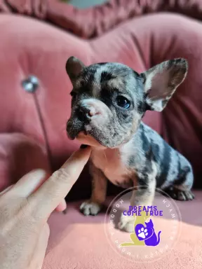 Buldog Francuski **Merle **Do Rezerwacji 2