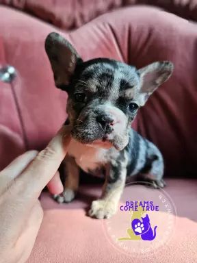 Buldog Francuski **Merle **Do Rezerwacji 4