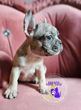 Buldog Francuski **Merle **Do Rezerwacji 2
