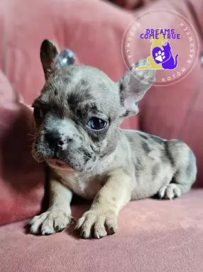 Buldog Francuski **Merle **Do Rezerwacji 1