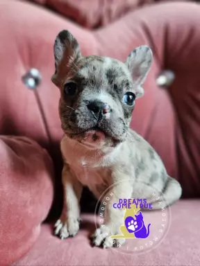 Buldog Francuski **Merle **Do Rezerwacji 3