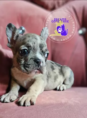 Buldog Francuski **Merle **Do Rezerwacji 4