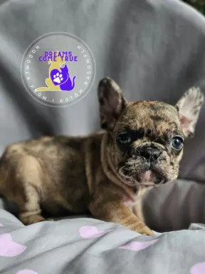 Buldog Francuski Sunia **Merle **Do Rezerwacji 2