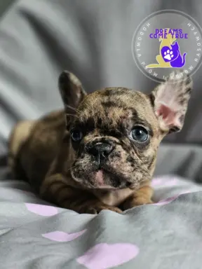 Buldog Francuski Sunia **Merle **Do Rezerwacji 4