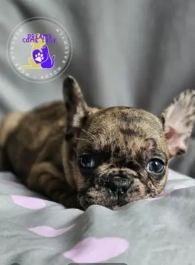Buldog Francuski Sunia **Merle **Do Rezerwacji 1