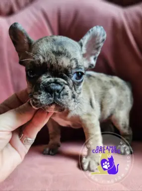 Buldog Francuski Sunia **Merle **Do Rezerwacji 3