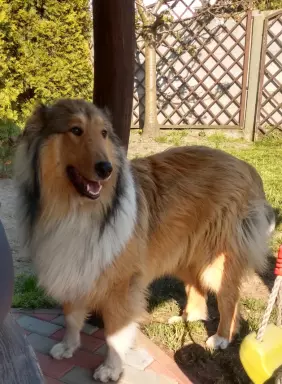 Owczarek szkocki collie 1