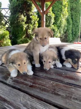 Owczarek szkocki collie 2