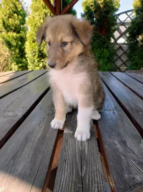 Owczarek szkocki collie 3