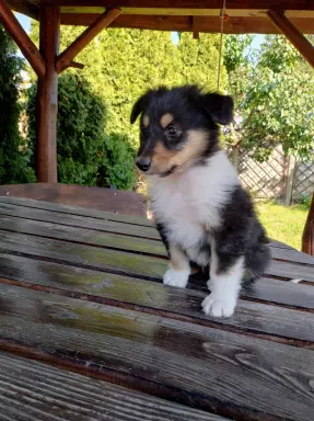 Owczarek szkocki collie 4