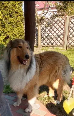 Owczarek szkocki collie 5