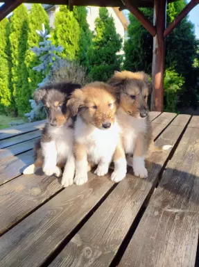 Owczarek szkocki collie 6