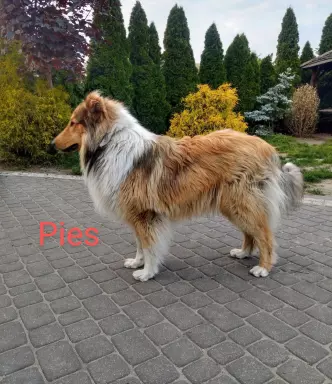 Owczarek szkocki collie 7