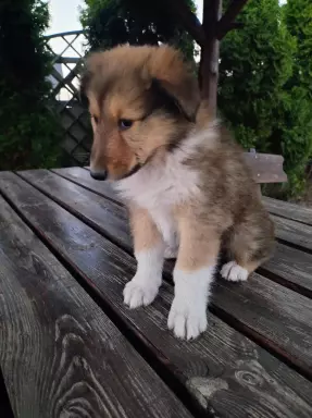 Owczarek szkocki collie 8