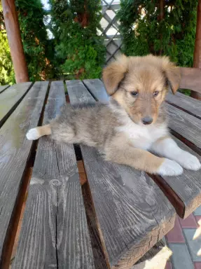 Owczarek szkocki collie 9