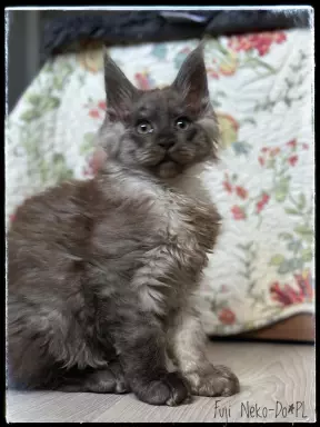 Maine Coon FIFe FPL kotka 1