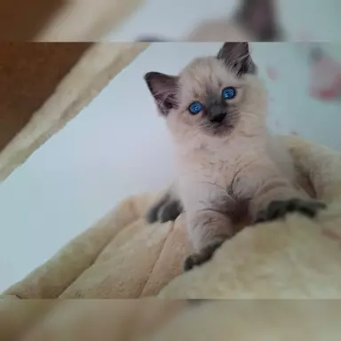 Ragdoll Felis Polonia FPL 1