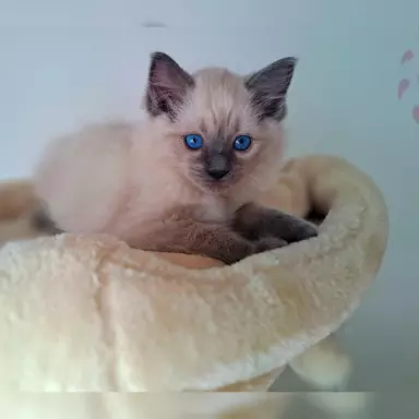 Ragdoll Felis Polonia FPL 5