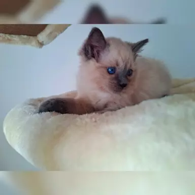Ragdoll Felis Polonia FPL 4