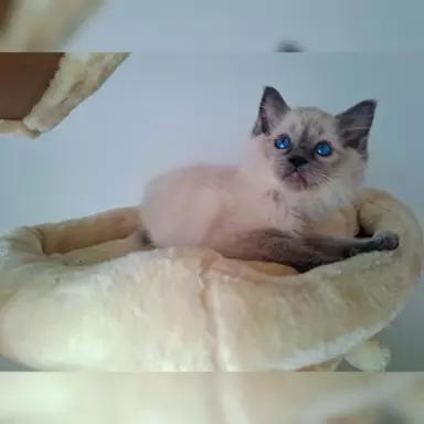 Ragdoll Felis Polonia FPL 3