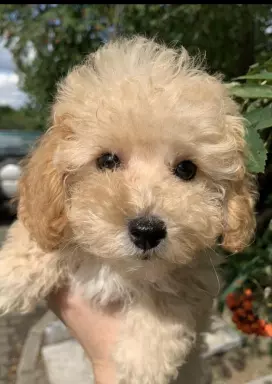 Poochon/Bichpoo 1