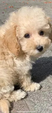 Poochon/Bichpoo 2