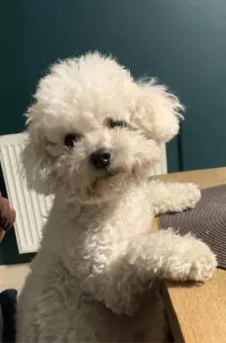 Poochon/Bichpoo 3