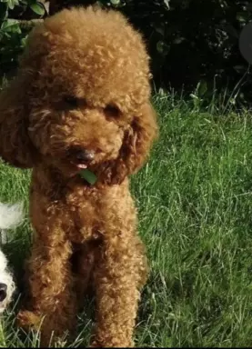 Poochon/Bichpoo 4