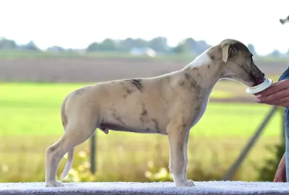 Chart Angielski Whippet 1