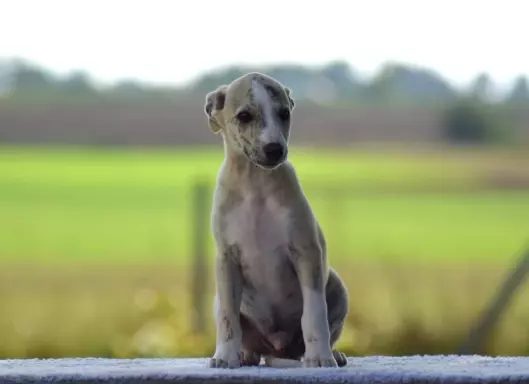 Chart Angielski Whippet 2